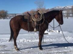 Whiskey Up Cowboy JW<br>AQHA 5661456